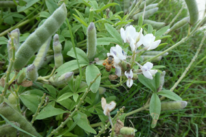 Bluebonnet WHITE with bee and seed pod BY Ray Stachowiak April 2020