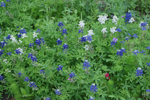 Bluebonnt Colors grown by Billy McKenzie April 2020