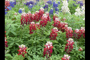 Ray Stachowiak's Red-White-and-Blue Bluebonnets on March 14, 2020