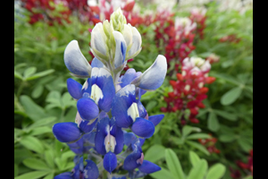 Ray Stachowiak's Red-White-and-Blue Bluebonnets on March 14, 2020