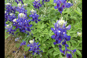 Ray Stachowiak's Red-White-and-Blue Bluebonnets on March 14, 2020