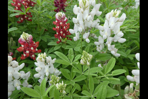 Ray Stachowiak's Red-White-and-Blue Bluebonnets on March 14, 2020