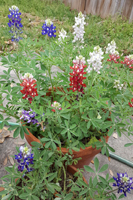 Red-White-and-Blue Bluebonnets grown by Milton N. Glueck and his wife Laura and photographed on March 15, 2020 Red-White-and-Blue Bluebonnets grown by Milton N. Glueck and his wife Laura and photographed on March 15, 2020