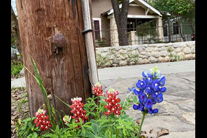 Robert Louis Alvarado thinks he has a virus in the plants with maroon flowers in his Maroon-and-Blue Bluebonnets planting on March 15, 2020