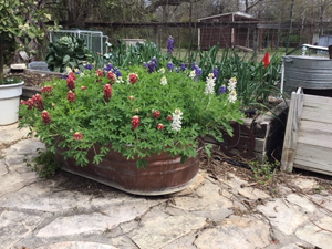 Bart Kelly's Container Red-White-and-Blue Bluebonnets on March 8, 2020