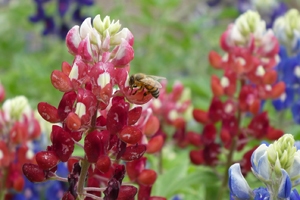 Ray Stachowiak's Red-White-and-Blue Bluebonnets on March 14, 2020