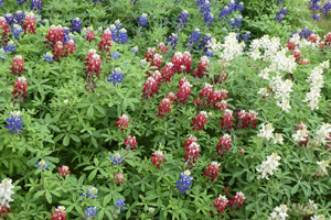 Ray Stachowiak's Red-White-and-Blue Bluebonnets on March 14, 2020