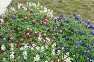 Ray Stachowiak's Red-White-and-Blue Bluebonnets on March 14, 2020