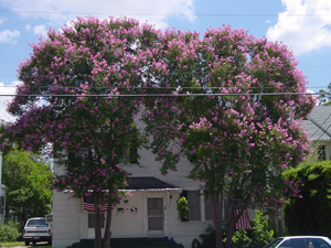 Crapemyrtles