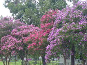 Crapemyrtles