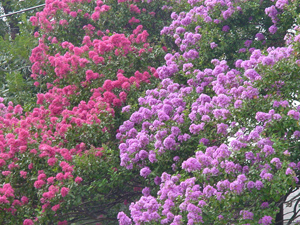 Crapemyrtles