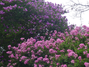 Crapemyrtles