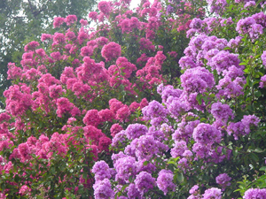 Crapemyrtles