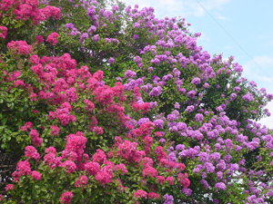 Crapemyrtles