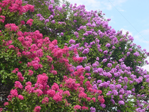 Crapemyrtles