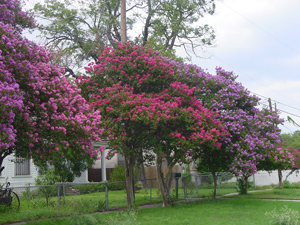 Crapemyrtles