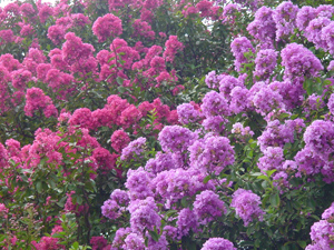 Crapemyrtles