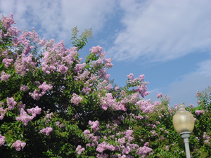 Crapemyrtles