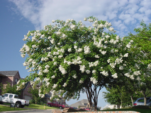 Crapemyrtles