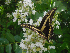 Crapemyrtles