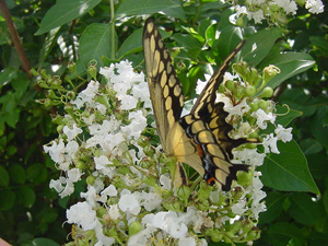 Crapemyrtles