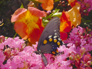 Crapemyrtles