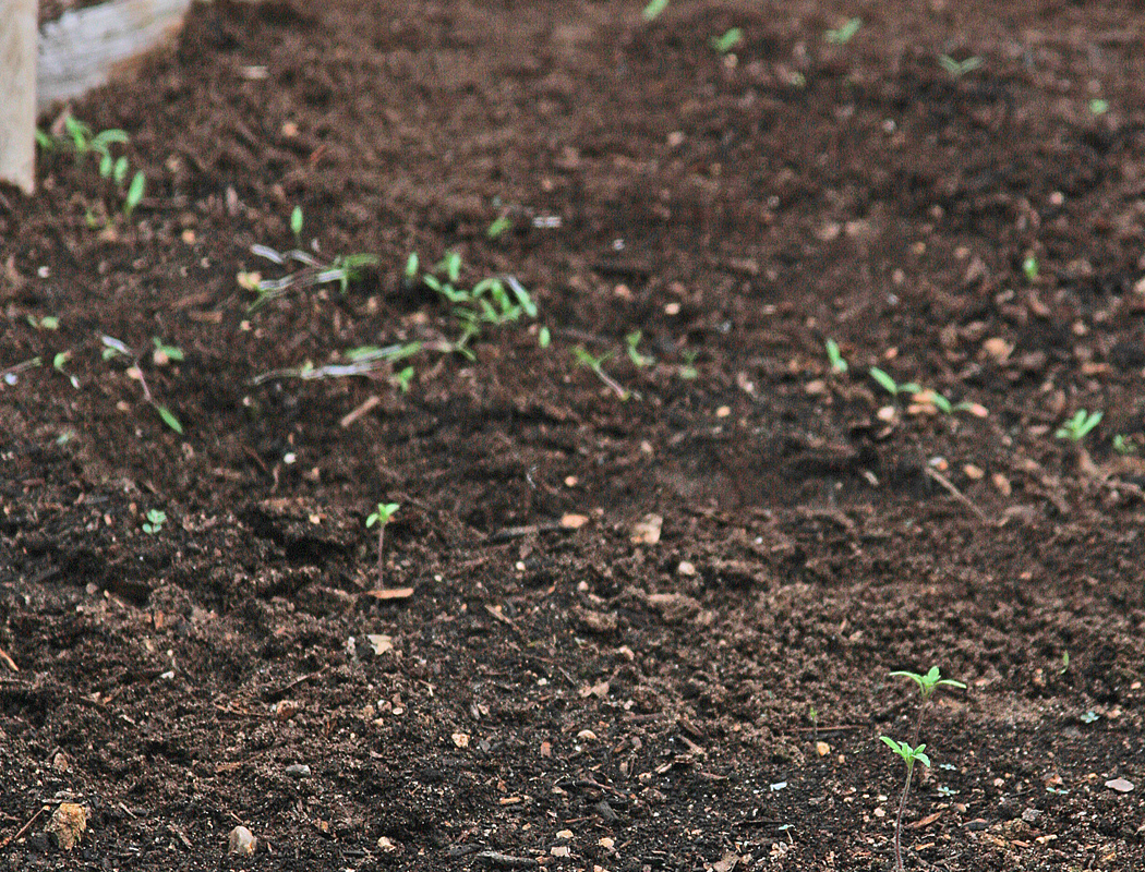 PLANTanswers: Plant Answers > Direct Seeding Into Garden Soil