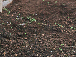 Direct Seeding Into Garden Soil