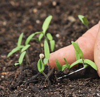 Direct Seeding Into Garden Soil