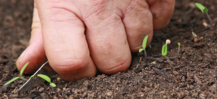 Direct Seeding Into Garden Soil