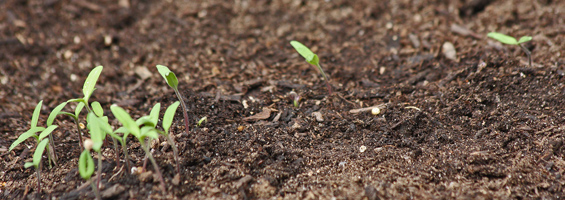 Direct Seeding Into Garden Soil