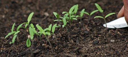 Direct Seeding Into Garden Soil