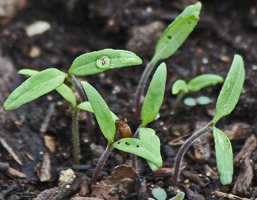 Direct Seeding Into Garden Soil