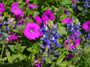 Bluebonnets and Laura Bush Petunias