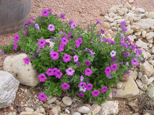 Laura Bush growing in rocky soil