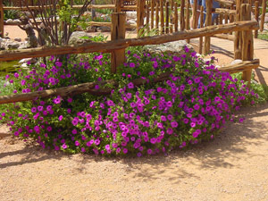 Laura Bush petunia at Wildseed Farms near Fredericksburg
