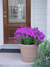 Laura Bush petunia in container