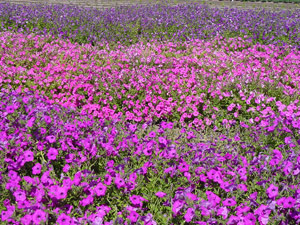 Laura Bush petunia selections on May 23, 2001