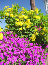 Laura Bush petunia with Esperanza in back
