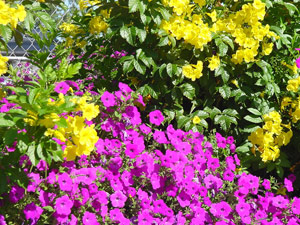 Laura Bush petunia with Esperanza