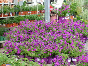 Laura Bush petunia