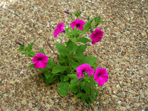 Petunia, Laura Bush growing in asphalt from Lineberger in 2006