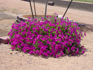 Pink Laura Bush petunia on May 23, 2001
