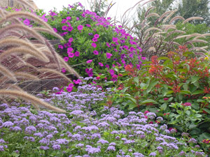 Wildseed Farms planting on Sept 24, 2003, showing Laura Bush petunia at ...