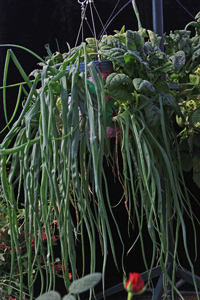 1.  Hanging Basket with onions and spinach
