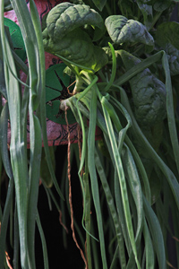 2.  Close-up of onions -- two per portal