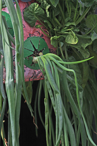 4.  The smaller of the onion plants is removed