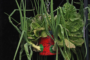 6. Am I doing OK growing onions in a hanging basket!!