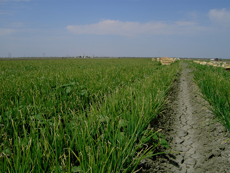 Onion Transplants with shipping boxes at Dixondale