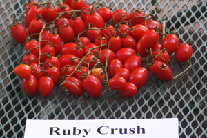 Ruby Crush Tomato